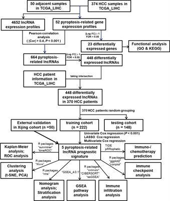 Pyroptosis-Related LncRNA Signature Predicts Prognosis and Is Associated With Immune Infiltration in Hepatocellular Carcinoma